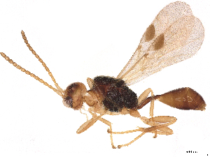  ( - CBG-A07262-G07)  @11 [ ] CreativeCommons - Attribution Share Alike (2024) CBG Photography Group Centre for Biodiversity Genomics