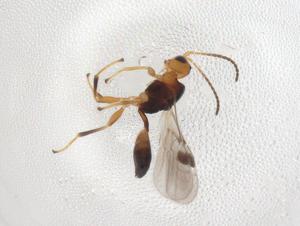  (Leiophron Malaise0877 - CBG-A07262-H02)  @11 [ ] CreativeCommons - Attribution (2023) Centre for Biodiversity Genomics Centre for Biodiversity Genomics