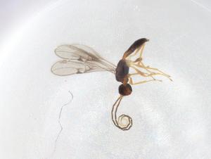  ( - CBG-A07270-C01)  @11 [ ] CreativeCommons - Attribution Share - Alike (2023) Centre for Biodiversity Genomics Centre for Biodiversity Genomics