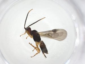  ( - CBG-A17204-B01)  @11 [ ] CreativeCommons - Attribution Share - Alike (2023) Centre for Biodiversity Genomics Centre for Biodiversity Genomics