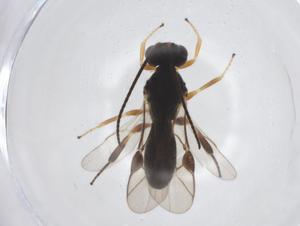  ( - CBG-A17226-D05)  @11 [ ] CreativeCommons - Attribution Share - Alike (2023) Centre for Biodiversity Genomics Centre for Biodiversity Genomics