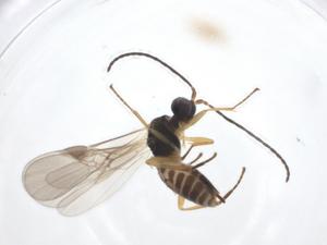  ( - CBG-A17255-E01)  @11 [ ] CreativeCommons - Attribution Share - Alike (2023) Centre for Biodiversity Genomics Centre for Biodiversity Genomics