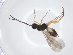  ( - CBG-A17256-F09)  @11 [ ] CreativeCommons - Attribution Share - Alike (2023) Centre for Biodiversity Genomics Centre for Biodiversity Genomics