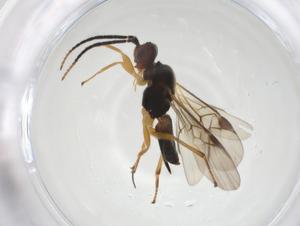  ( - CBG-A17268-C12)  @11 [ ] CreativeCommons - Attribution Share - Alike (2023) Centre for Biodiversity Genomics Centre for Biodiversity Genomics