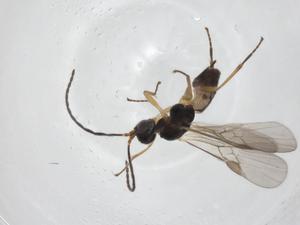  ( - CBG-A17273-H07)  @11 [ ] CreativeCommons - Attribution Share - Alike (2023) Centre for Biodiversity Genomics Centre for Biodiversity Genomics