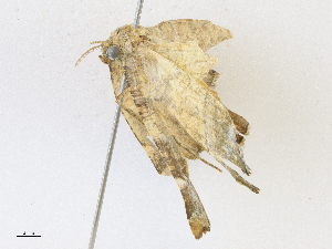  ( - CBG-A17526-A11)  @11 [ ] CreativeCommons - Attribution Share - Alike (2023) CBG Photography Group Centre for Biodiversity Genomics