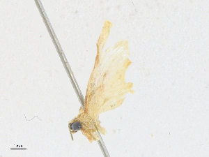  ( - CBG-A17526-B06)  @11 [ ] CreativeCommons - Attribution Share - Alike (2023) CBG Photography Group Centre for Biodiversity Genomics
