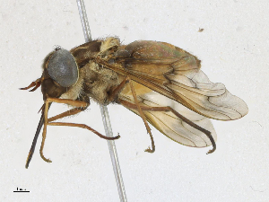  ( - CBG-A17526-D06)  @11 [ ] CreativeCommons - Attribution Share - Alike (2023) CBG Photography Group Centre for Biodiversity Genomics