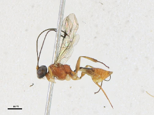  ( - CBG-A17533-D03)  @11 [ ] CreativeCommons - Attribution Share - Alike (2023) CBG Photography Group Centre for Biodiversity Genomics