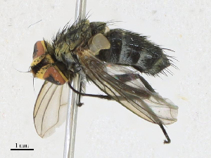  (Ametadoria Malaise5684 - CBG-A17533-D06)  @11 [ ] CreativeCommons - Attribution Share - Alike (2023) CBG Photography Group Centre for Biodiversity Genomics
