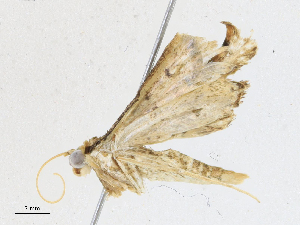  ( - CBG-A17536-C03)  @11 [ ] CreativeCommons - Attribution Share - Alike (2023) CBG Photography Group Centre for Biodiversity Genomics