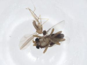  ( - CBG-A19075-B10)  @11 [ ] CreativeCommons - Attribution Share - Alike (2023) Centre for Biodiversity Genomics Centre for Biodiversity Genomics