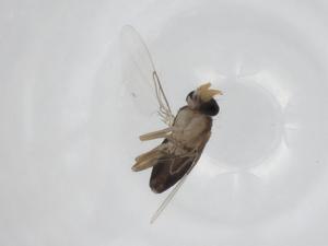  ( - CBG-A19087-F07)  @11 [ ] CreativeCommons - Attribution Share - Alike (2023) Centre for Biodiversity Genomics Centre for Biodiversity Genomics