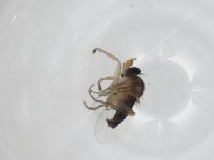  ( - CBG-A19087-F08)  @11 [ ] CreativeCommons - Attribution Share - Alike (2023) Centre for Biodiversity Genomics Centre for Biodiversity Genomics