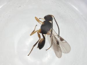  (Leiophron Malaise0683 - CBG-A19091-C09)  @11 [ ] CreativeCommons - Attribution Share - Alike (2023) Centre for Biodiversity Genomics Centre for Biodiversity Genomics