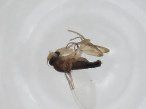  ( - CBG-A19095-D09)  @11 [ ] CreativeCommons - Attribution Share - Alike (2023) Centre for Biodiversity Genomics Centre for Biodiversity Genomics