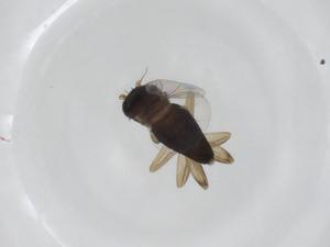  ( - CBG-A19095-F07)  @11 [ ] CreativeCommons - Attribution Share - Alike (2023) Centre for Biodiversity Genomics Centre for Biodiversity Genomics