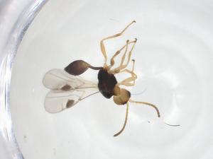  ( - CBG-A19097-D10)  @11 [ ] CreativeCommons - Attribution Share - Alike (2023) Centre for Biodiversity Genomics Centre for Biodiversity Genomics