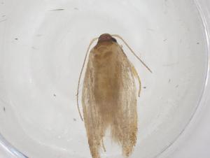  ( - CBG-A52720-A03)  @11 [ ] CreativeCommons - Attribution Share - Alike (2024) Centre for Biodiversity Genomics Centre for Biodiversity Genomics