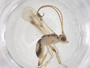  ( - CBG-A52720-A08)  @11 [ ] CreativeCommons - Attribution Share - Alike (2024) Centre for Biodiversity Genomics Centre for Biodiversity Genomics