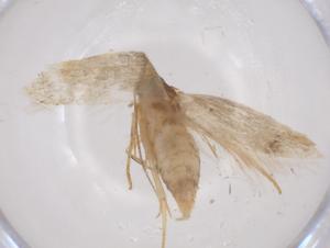  (ereMalaise01 Malaise8273 - CBG-A52722-D08)  @11 [ ] CreativeCommons - Attribution Share - Alike (2024) Centre for Biodiversity Genomics Centre for Biodiversity Genomics