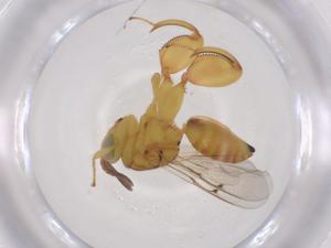  (chalMalaise01 Malaise3043 - CBG-A52722-D11)  @11 [ ] CreativeCommons - Attribution Share - Alike (2024) Centre for Biodiversity Genomics Centre for Biodiversity Genomics