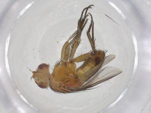  ( - CBG-A52726-F02)  @11 [ ] CreativeCommons - Attribution Share - Alike (2024) Centre for Biodiversity Genomics Centre for Biodiversity Genomics