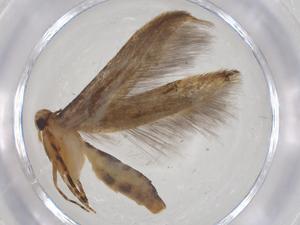  ( - CBG-A52726-G08)  @11 [ ] CreativeCommons - Attribution Share - Alike (2024) Centre for Biodiversity Genomics Centre for Biodiversity Genomics