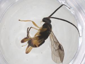  (Hypomicrogaster Whitfield32 - CBG-A52726-H03)  @11 [ ] CreativeCommons - Attribution Share - Alike (2024) Centre for Biodiversity Genomics Centre for Biodiversity Genomics