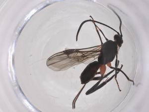  ( - CBG-A52728-A10)  @11 [ ] CreativeCommons - Attribution Share - Alike (2024) Centre for Biodiversity Genomics Centre for Biodiversity Genomics