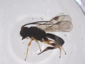  (Chelonus Malaise9543 - CBG-A52728-D06)  @11 [ ] CreativeCommons - Attribution Share - Alike (2024) Centre for Biodiversity Genomics Centre for Biodiversity Genomics