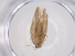  ( - CBG-A52728-E05)  @11 [ ] CreativeCommons - Attribution Share - Alike (2024) Centre for Biodiversity Genomics Centre for Biodiversity Genomics