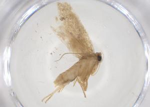  ( - CBG-A52729-G03)  @11 [ ] CreativeCommons - Attribution Share - Alike (2024) Centre for Biodiversity Genomics Centre for Biodiversity Genomics