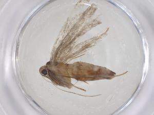  ( - CBG-A52736-D06)  @11 [ ] CreativeCommons - Attribution Share - Alike (2024) Centre for Biodiversity Genomics Centre for Biodiversity Genomics