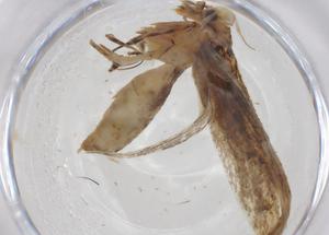  ( - CBG-A52736-E05)  @11 [ ] CreativeCommons - Attribution Share - Alike (2024) Centre for Biodiversity Genomics Centre for Biodiversity Genomics