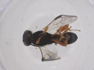  ( - CBG-A52737-B05)  @11 [ ] CreativeCommons - Attribution Share - Alike (2024) Centre for Biodiversity Genomics Centre for Biodiversity Genomics