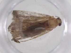  ( - CBG-A52737-B06)  @11 [ ] CreativeCommons - Attribution Share - Alike (2024) Centre for Biodiversity Genomics Centre for Biodiversity Genomics