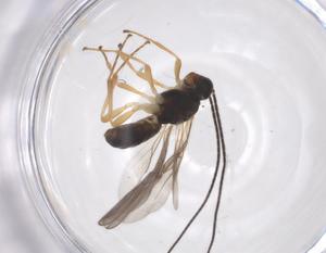  ( - CBG-A52737-H05)  @11 [ ] CreativeCommons - Attribution Share - Alike (2024) Centre for Biodiversity Genomics Centre for Biodiversity Genomics