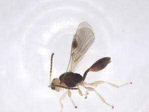  ( - CBG-A52740-D12)  @11 [ ] CreativeCommons - Attribution Share - Alike (2024) Centre for Biodiversity Genomics Centre for Biodiversity Genomics