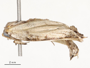  ( - CBG-A54410-A02)  @11 [ ] CreativeCommons - Attribution Share - Alike (2024) CBG Photography Group Centre for Biodiversity Genomics