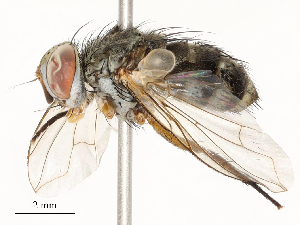  ( - CBG-A54410-G11)  @11 [ ] CreativeCommons - Attribution Share - Alike (2024) CBG Photography Group Centre for Biodiversity Genomics
