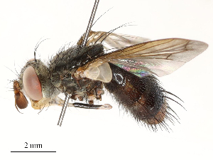  (Copecrypta Janzen8384 - CBG-A54410-H07)  @11 [ ] CreativeCommons - Attribution Share - Alike (2024) CBG Photography Group Centre for Biodiversity Genomics