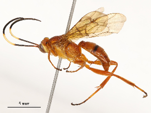  ( - CBG-A54411-D09)  @11 [ ] CreativeCommons - Attribution Share - Alike (2024) CBG Photography Group Centre for Biodiversity Genomics