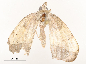  ( - CBG-A54411-F10)  @11 [ ] CreativeCommons - Attribution Share - Alike (2024) CBG Photography Group Centre for Biodiversity Genomics