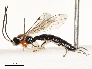  ( - CBG-A54412-B08)  @11 [ ] CreativeCommons - Attribution Share - Alike (2024) CBG Photography Group Centre for Biodiversity Genomics