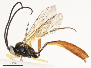  ( - CBG-A54413-B05)  @11 [ ] CreativeCommons - Attribution Share - Alike (2024) CBG Photography Group Centre for Biodiversity Genomics