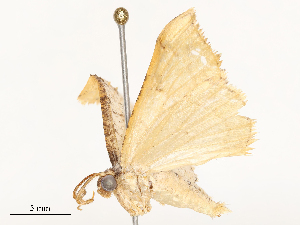  (geoMalaise01 Malaise4940 - CBG-A54415-E12)  @11 [ ] CreativeCommons - Attribution Share - Alike (2024) CBG Photography Group Centre for Biodiversity Genomics