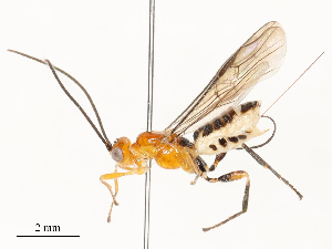  ( - CBG-A54449-F06)  @11 [ ] CreativeCommons - Attribution Share - Alike (2024) CBG Photography Group Centre for Biodiversity Genomics