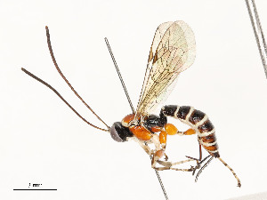  ( - CBG-A54450-C04)  @11 [ ] CreativeCommons - Attribution Share - Alike (2024) CBG Photography Group Centre for Biodiversity Genomics