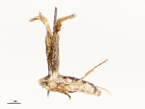  ( - CBG-A54451-G07)  @11 [ ] CreativeCommons - Attribution Share - Alike (2024) CBG Photography Group Centre for Biodiversity Genomics